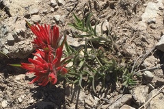 Castilleja scabrida scabrida