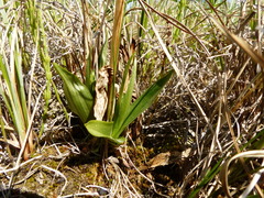 Platanthera aquilonis