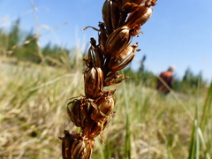 Platanthera aquilonis
