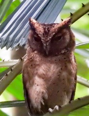 Otus lempiji