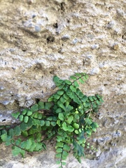 Asplenium trichomanes