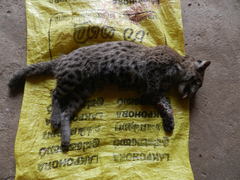 Prionailurus viverrinus