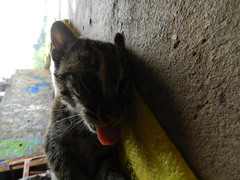 Prionailurus viverrinus