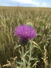 Cirsium flodmanii