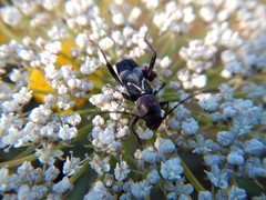 Chlorophorus ruficornis