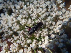 Chlorophorus ruficornis
