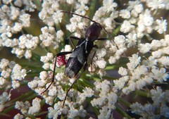 Chlorophorus ruficornis