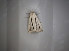 Macrochilo bivittata