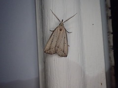 Macrochilo orciferalis