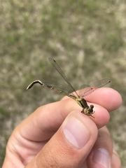 Lestes unguiculatus