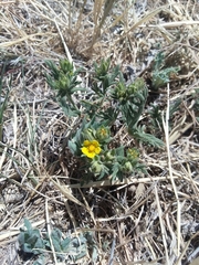 Potentilla pensylvanica