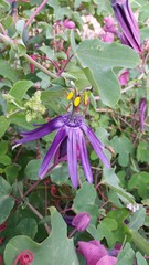 Passiflora umbilicata