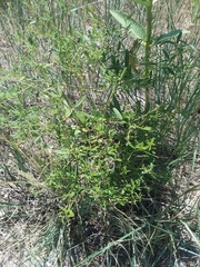 Pediomelum tenuiflorum
