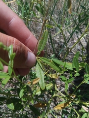 Pediomelum tenuiflorum