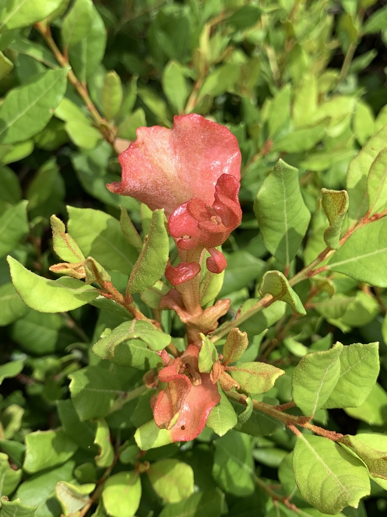 Exobasidium ferrugineae