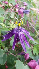 Passiflora umbilicata