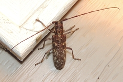 Monochamus carolinensis