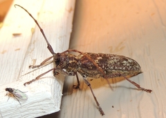 Monochamus carolinensis