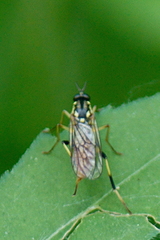 Xylomya tenthredinoides