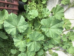 Malva pusilla