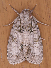 Acronicta retardata