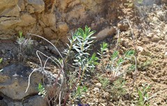 Euphorbia nicaeensis