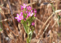 Zeltnera muehlenbergii