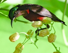 Leptocoma brasiliana