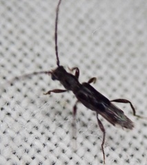 Nathrius brevipennis