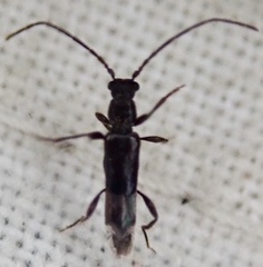 Nathrius brevipennis