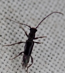 Nathrius brevipennis