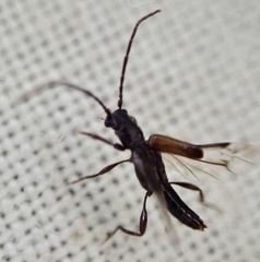 Nathrius brevipennis