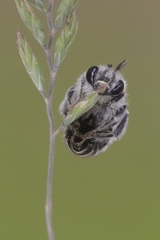 Eucera cineraria