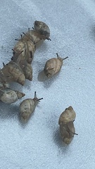 Succinea floridana