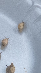 Succinea floridana