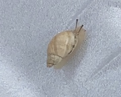 Succinea floridana