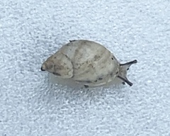 Succinea floridana