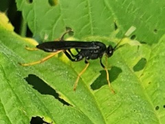 Ichneumon centrator