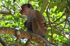 Macaca sinica