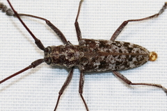 Monochamus titillator