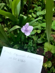 Tradescantia × andersoniana