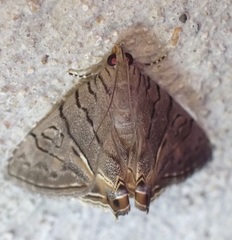 Eulepidotis merricki