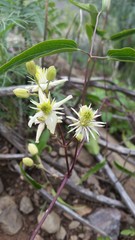 Clematis campestris