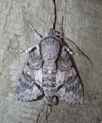 Cautethia noctuiformis