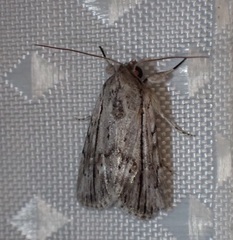 Catabenoides