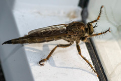 Machimus snowii