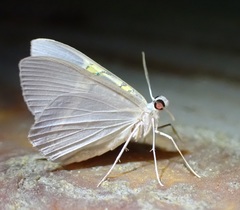 Phrygionis paradoxata