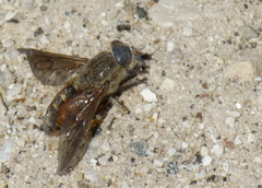 Hybomitra trepida