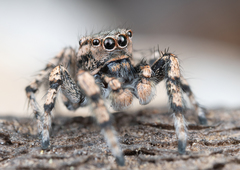 Habronattus amicus