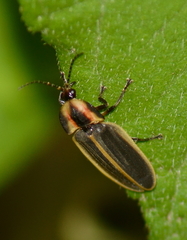 Pyractomena angulata